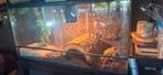 Terrarium zonder Schilpad 80x40x40.., Ophalen, Gebruikt, Terrarium of Paludarium