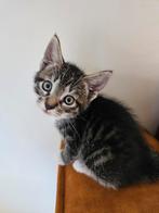 2 kittens, Dieren en Toebehoren, Katten en Kittens | Raskatten | Korthaar, Meerdere dieren