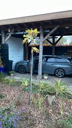 Vijgenboom, Verzenden, Bloeit niet, Volle zon, Overige soorten