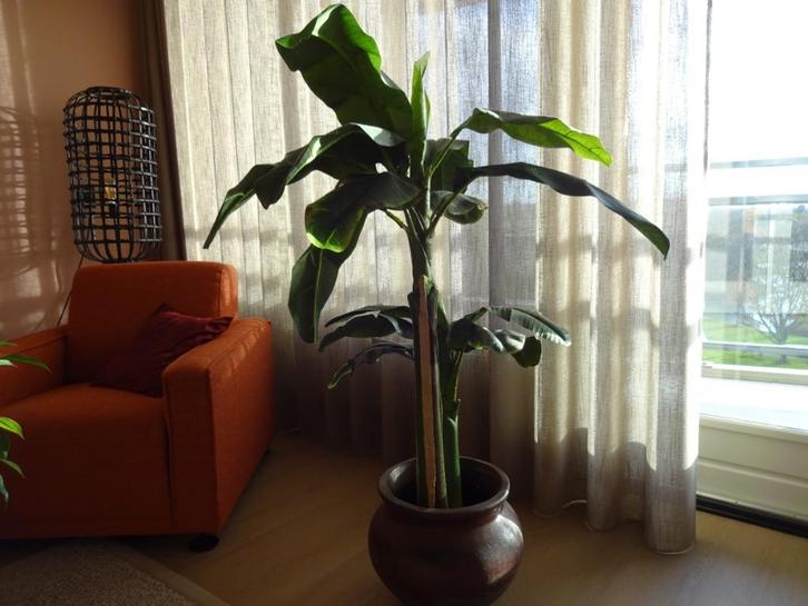 Bananenplant, kunststof 1.30 m hoog, lijkt heel echt, Huis en Inrichting, Woonaccessoires | Kunstplanten en Kunstbloemen, Zo goed als nieuw