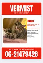 Benji is vermist sinds 20 juli in Ede, Dieren en Toebehoren, Kat