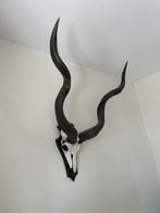 Prachtige Kudu kop / gewei, Ophalen, Zo goed als nieuw