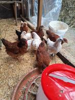 Kuikens 7 weken oud, Dieren en Toebehoren, Pluimvee, Mannelijk, Kip