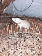 Te koop aangeboden, Juli, Meerdere dieren, Rat