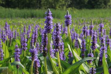vijverplanten waterplanten moerasplanten en oeverplanten beschikbaar voor biedingen