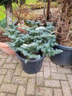 Abies koreana tanja, Ophalen of Verzenden, Overige soorten, Volle zon