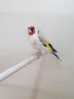 Majoor putter, Mannelijk, Wildzangvogel