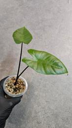 Alocasia Macrorrhiza Black Stem, Ophalen of Verzenden, Halfschaduw, Minder dan 100 cm