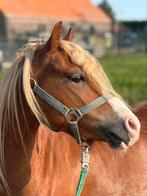 Te koop: lieve welsh B-pony “Jochum” – 3 jaar, 1.18m, Dieren en Toebehoren, Pony's, Gechipt, Ruin, Zadelmak, 3 tot 6 jaar