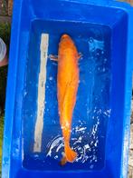 Koi Doitsu Benigoi en Ginrin kanoko asagi te koop, Dieren en Toebehoren, Karper of Koi