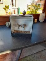 Knappe mooi stelletje zilver agaat kanaries, Dieren en Toebehoren, Vogels | Kanaries