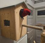 3 Edelpapegaaien met 1 eitje op nest (1 tam mnl, 2 vr), Dieren en Toebehoren, Vogels | Parkieten en Papegaaien, Meerdere dieren