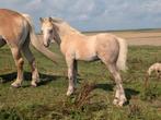 Palomino hengst veulen en Welsh a pony's, Dieren en Toebehoren, Pony's, Meerdere dieren, Recreatiepony, Gechipt, 0 tot 2 jaar