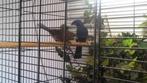 Kweek koppel Braziliaanse blauwe bisschoppen, Dieren en Toebehoren, Vogels | Overige Vogels, Meerdere dieren, Geringd