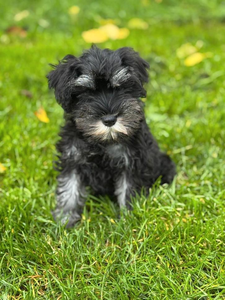 Dwergschnauzer pup, Dieren en Toebehoren, Honden | Teckels en Dashonden, Teef, Ruwhaar, Dwerg, Particulier, Eén hond, Nederland