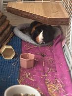 Te koop twee cavia’s, Dieren en Toebehoren, Knaagdieren, Cavia, Februari, Vrouwelijk, Tam