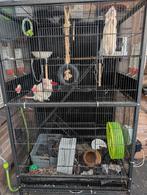 3 ratjes, super lief, met kooi. 80x50x136 cm., Dieren en Toebehoren, Knaagdieren, Februari, Mannelijk, Rat