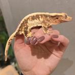 Crestedgecko, wimpergekko, Correlophus
ciliatus, Dieren en Toebehoren, Hagedis, Tam, 3 tot 6 jaar