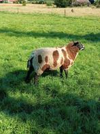 Soortige bonte ram, Dieren en Toebehoren, Mannelijk, Schaap, 0 tot 2 jaar