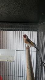 Mooie major putter man, Dieren en Toebehoren, Vogels | Overige Vogels, Mannelijk, Wildzangvogel, Geringd