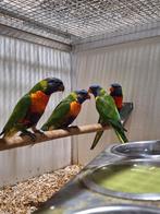 Lori's van de blauwe bergen en Groennek., Dieren en Toebehoren, Vogels | Parkieten en Papegaaien, Meerdere dieren, Papegaai