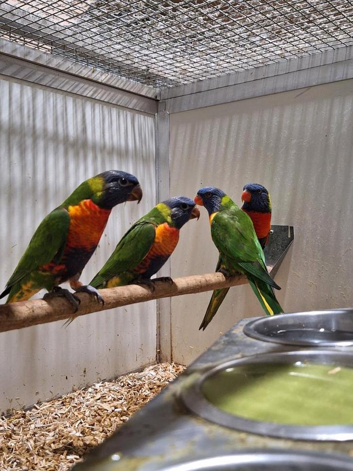 Lori's van de blauwe bergen en Groennek., Dieren en Toebehoren, Vogels | Parkieten en Papegaaien, Papegaai, Meerdere dieren