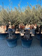 Olea europaea olijfbomen (Thuisbezorgd), Ophalen of Verzenden
