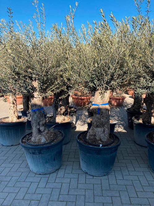 Olea europaea olijfbomen (Thuisbezorgd), Tuin en Terras, Planten | Bomen, Ophalen of Verzenden