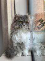 Lieve britse langhaar x pers zoekt een fijn huisje, Dieren en Toebehoren, Katten en Kittens | Raskatten | Langhaar, Kater