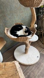Twee poezen, Poes
