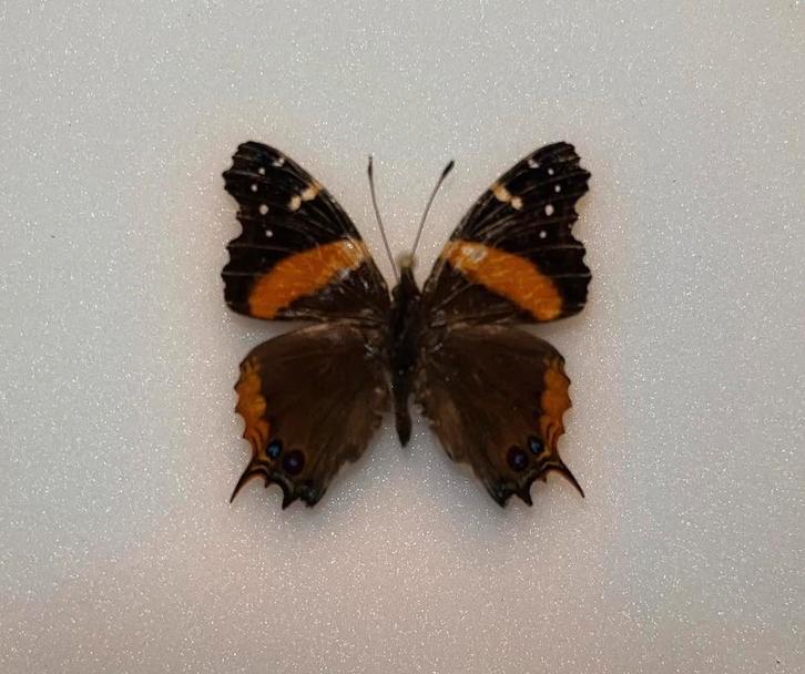 Zeldzame Antanartia Borbonica Vlinder - Madagascar, Verzamelen, Dierenverzamelingen, Zo goed als nieuw, Opgezet dier, Insect, Ophalen of Verzenden