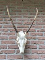 Mooie Grote Edelhert Schedel Spitser Jacht Mancave Hut d1, Ophalen of Verzenden, Zo goed als nieuw, Hert, Schedel