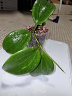 Gewoortelde hoya stekjes pakket 10x voor €25!, Huis en Inrichting, Ophalen of Verzenden, Halfschaduw, Minder dan 100 cm