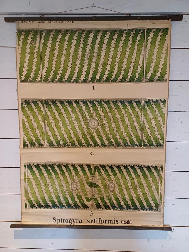 Botanische schoolplaat - Spirogyra setiformis, Antiek en Kunst, Antiek | Schoolplaten, Natuur en Biologie, Ophalen of Verzenden