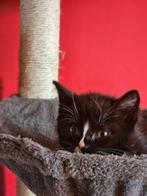8 kittens zoeken nieuw tehuisje .poesjes en katertjes, Meerdere dieren, Kortharig, 0 tot 2 jaar