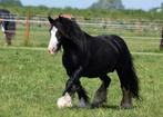 Drachtige eerste premie tinker merrie., Merrie, Minder dan 160 cm, 3 tot 6 jaar, Gechipt