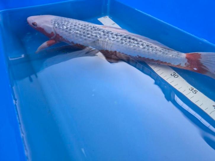 Yamaju yuki asagi, Dieren en Toebehoren, Vissen | Vijvervissen, Karper of Koi