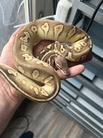 0.1 Black head Butter Pastel het Hypo, Dieren en Toebehoren, Reptielen en Amfibieën, Slang, 0 tot 2 jaar, Tam