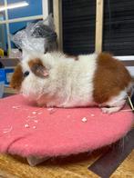 Cavia rex beer, Dieren en Toebehoren, Knaagdieren, Cavia, Mannelijk, Mei, Tam
