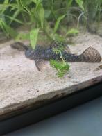 Algeneter, Dieren en Toebehoren, Vissen | Aquariumvissen, Vis