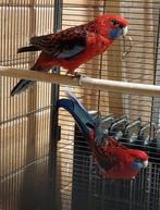 Koppel pennant Rosellas, Dieren en Toebehoren, Meerdere dieren, Parkiet, Geringd