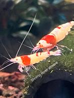 Crystal red (PRL) Pure Red Line garnalen., Kreeft, Krab of Garnaal, Zoetwatervis