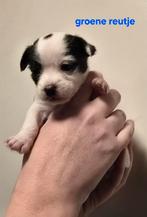 Boomer x chihuahua Pups nog 1 reutje op zoek naar mandje, Dieren en Toebehoren, Honden | Chihuahua's en Gezelschapshonden, Overige rassen