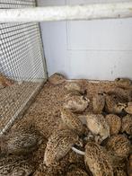 Japanse kwartel hennen, Vrouwelijk, Tropenvogel