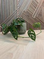 Monkey mask /Monstera plant incl binnen- en buitenpot, Ophalen, Halfschaduw, Minder dan 100 cm