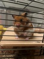 Goudhamster (bijna gratis), Dieren en Toebehoren, Knaagdieren, Hamster, Mannelijk, Juli, Tam