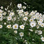 Anemone 'Honorine Jobert' / Anemoon P9 pot, Ophalen of Verzenden, Vaste plant, Overige soorten, Halfschaduw