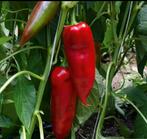 * Biologische * Moestuin planten stekjes peper biber fide, Tuin en Terras, Planten | Tuinplanten, Ophalen, Volle zon, Groenteplanten