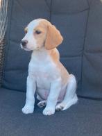 Prachtige pups BEAGLE x KOOIKER, Dieren en Toebehoren, Honden | Niet-rashonden, Nederland, CDV (hondenziekte), 8 tot 15 weken