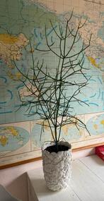 Bijzondere Euphorbia tirucalli (Potloodplant), Huis en Inrichting, Ophalen, Vetplant, 100 tot 150 cm, Halfschaduw